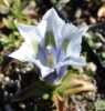 Picture of Gentiana occidentalis white/blue