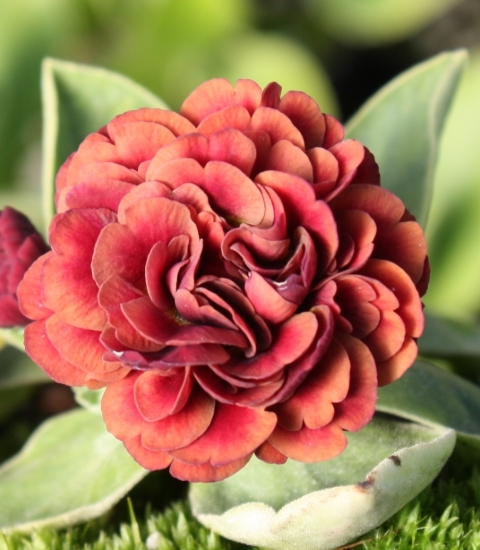 Picture of Primula auricula 'Brownie' Dbl