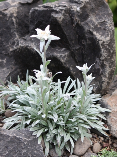 Picture of Leontopodium 'Top of the World'