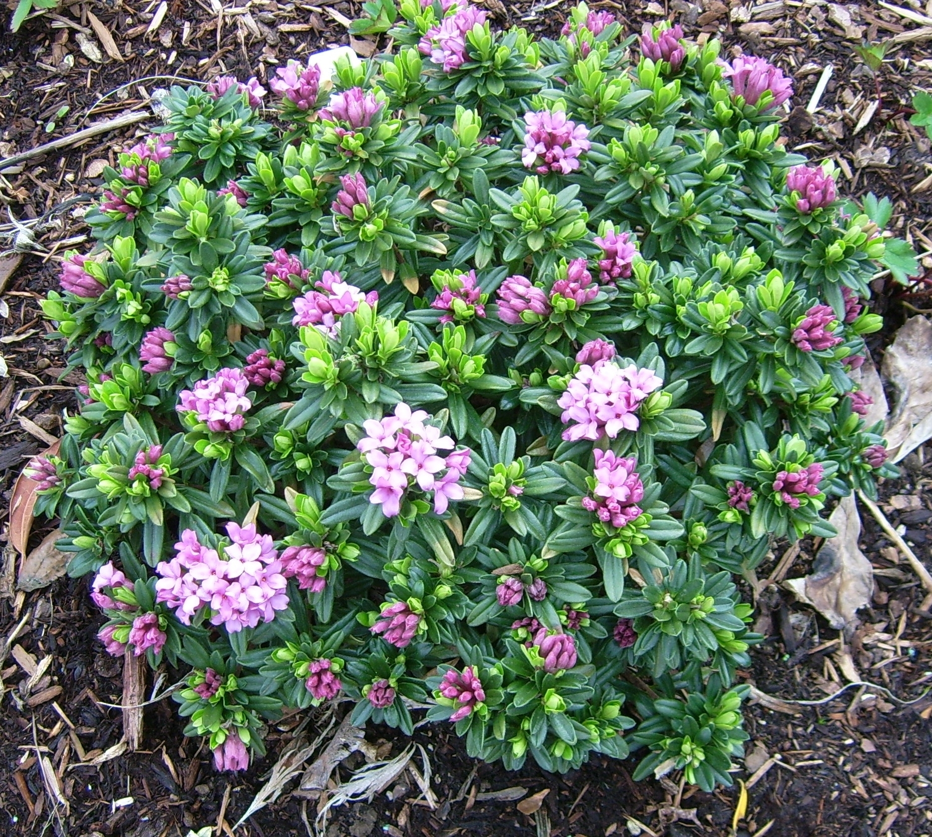 Edelweiss Perennials. Daphne × susannae 'Anton Fahndrich'