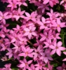Picture of Rhodohypoxis baurii 'Hebron Farm Cerise'