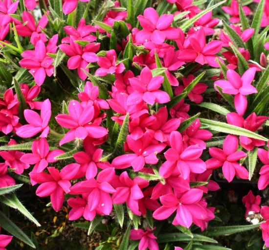Picture of Rhodohypoxis baurii crimson