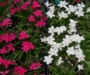 Crimson on the left; 'Dulce' on the right