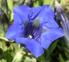 Picture of Gentiana acaulis Hybrid 'Undulatifolia'