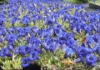 Picture of Gentiana acaulis Hybrid 'Undulatifolia' lg. pots