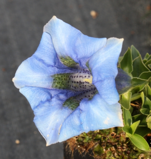 Re-bloom in November