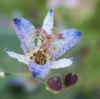 Picture of Tricyrtis 'Blue Wonder'