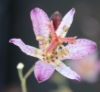 Bit fuzzy; just to show the color it can be at times