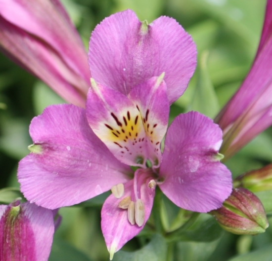 Picture of Alstroemeria 'Inca Lake'