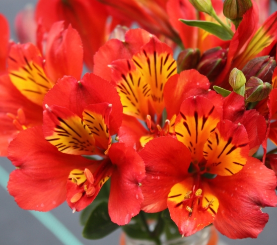 Picture of Alstroemeria 'Inca Pulse'