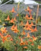 Picture of Lilium canadense BR x-lg