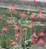 Picture of Lilium canadense var. coccineum  BR med