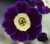 Picture of Primula auricula 'Blue Velvet'
