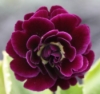 Picture of Primula auricula 'Shalford'