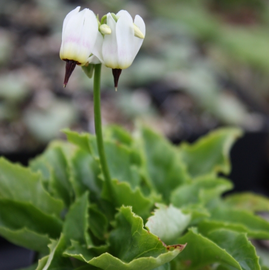 Picture of Dodecatheon dentatum