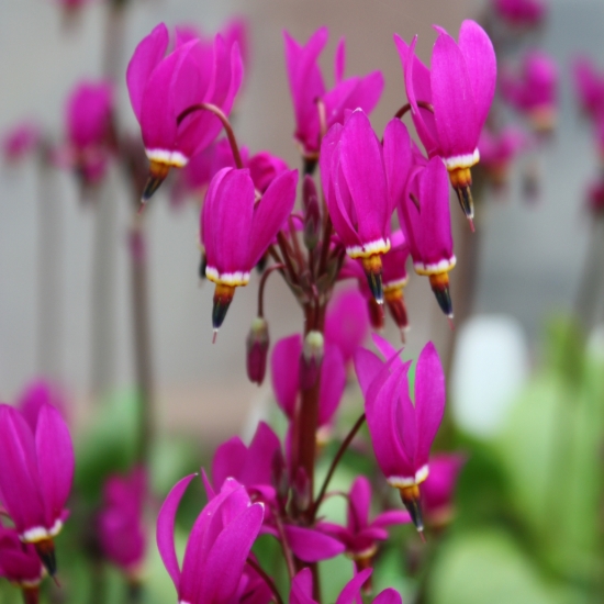 Picture of Dodecatheon pulchellum 'Red Wings'