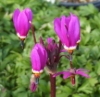Picture of Dodecatheon pulchellum 'Red Wings'