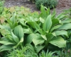 Picture of Veratrum nigrum