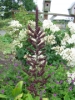 Picture of Veratrum nigrum x-large