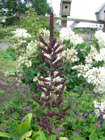 Picture of Veratrum nigrum x-large
