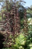 Picture of Veratrum nigrum x-large