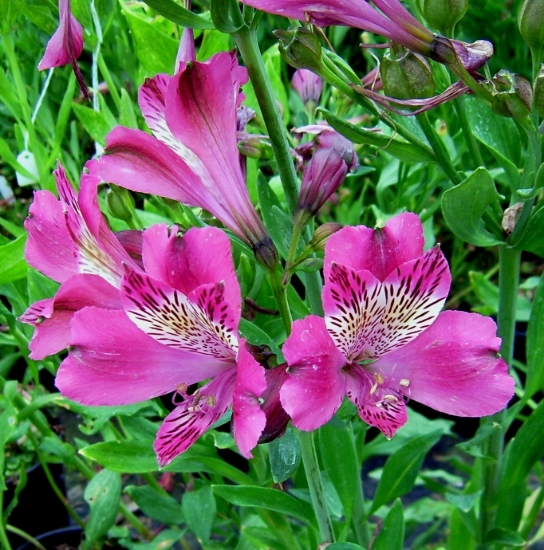 Picture of Alstroemeria 'Annika'