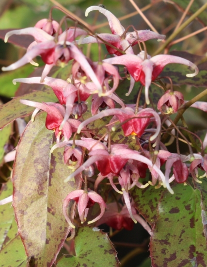 Picture of Epimedium 'Pink Champagne'