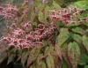 Picture of Epimedium 'Pink Champagne'