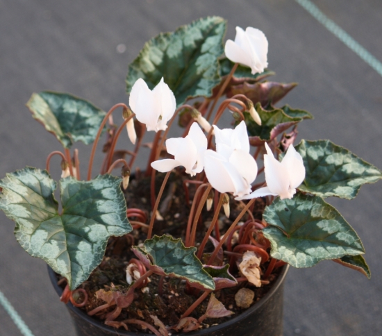 Picture of Cyclamen hederifolium 'Album'