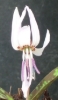 Picture of Erythronium dens-canis 'Snowflake' BR