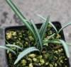 Picture of Galanthus reginae-olgae BR