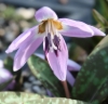 Picture of Erythronium dens-canis 'Lilac Wonder' BR
