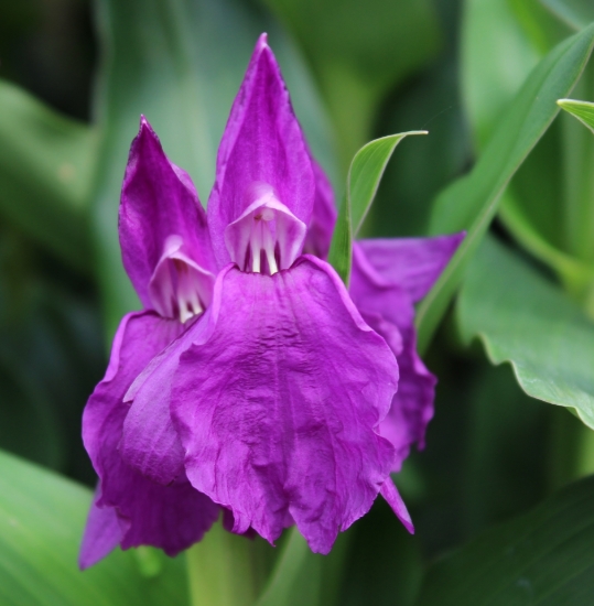 Picture of Roscoea auriculata "Early Blooming"