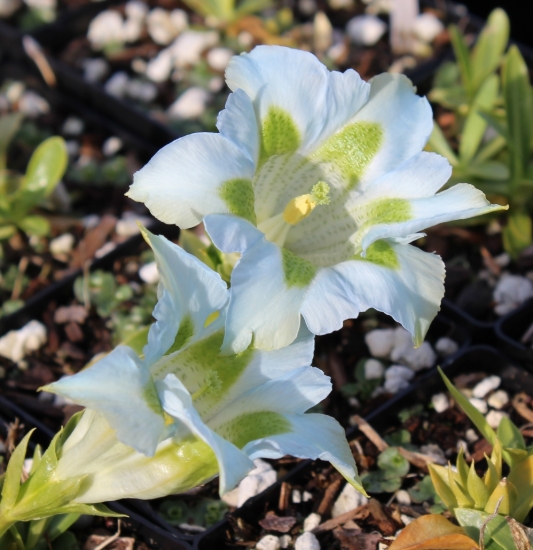 Picture of Gentiana acaulis Hybrid 'Coerulea'