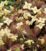 Picture of Epimedium x versicolor 'Sulphureum'