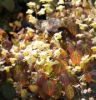 Picture of Epimedium x versicolor 'Sulphureum'