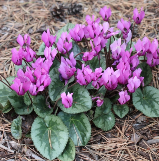 Picture of Cyclamen purpurascens