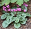 Picture of Cyclamen purpurascens