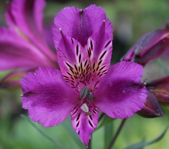 Picture of Alstroemeria 'Yum Yum Plum'