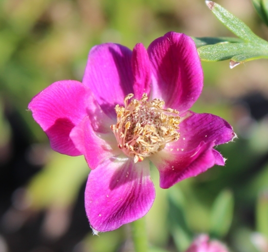 Picture of Anemone x lesseri