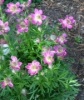 Picture of Anemone x lesseri