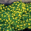 Picture of Anemone ranunculoides ssp ranunculoides
