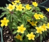 Picture of Anemone ranunculoides ssp ranunculoides