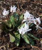 Picture of Erythronium dens-canis 'Snowflake'