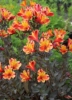 Picture of Alstroemeria 'Indian Summer'