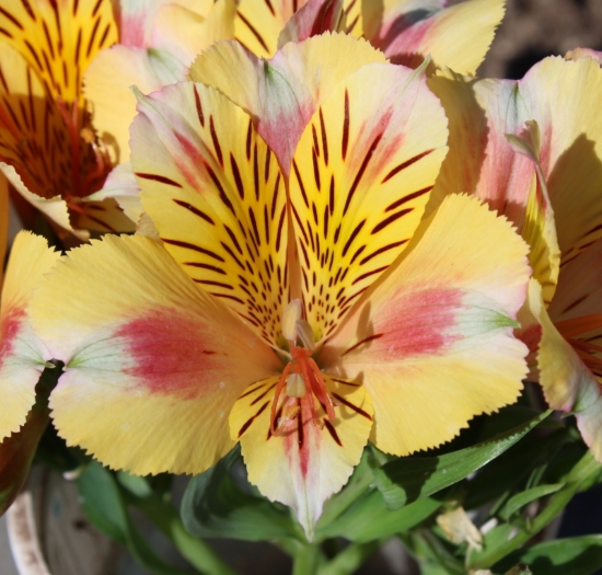 Picture of Alstroemeria 'Princess Sara'