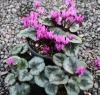 Picture of Cyclamen purpurascens ex. Lake Garda