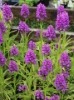 Picture of Dactylorhiza fuchsii hybrid "Leopard Spots"