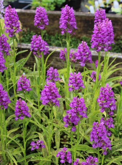 Picture of Dactylorhiza fuchsii hybrid "Leopard Spots"