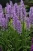 Picture of Dactylorhiza maculata
